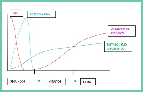 Evolución energía deportes de fuerza SBEMW