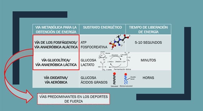 Nutrición deportes de fuerza SBEMW